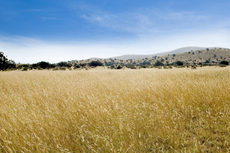 Pinon Springs Ranch