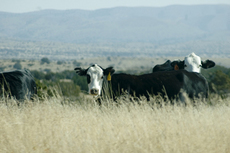 Pinon Springs Ranch